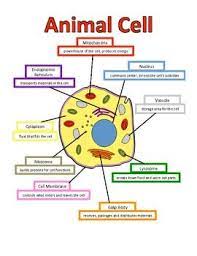 Let S Build An Animal Cell Anchor Chart Animal Cell Science Cells Cells Project