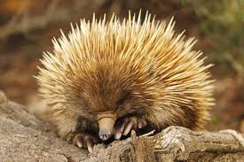 A Small Organ Located On The Hind Legs Of The Male Gave The Spiny Anteaters Their Name Of Echidna Which Me Australian Animals Echidna Australian Animals Facts