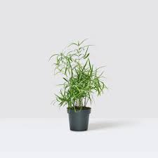 Image result for Asparagus falcatus