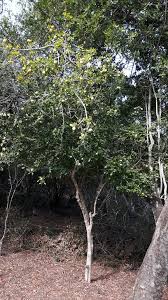 Image result for Gardenia cornuta