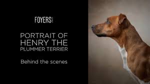 Kimba the plummer terrier was attacked by a fox in a london garden today. Behind The Scenes Portrait Shoot Of Henry The Plummer Terrier Youtube
