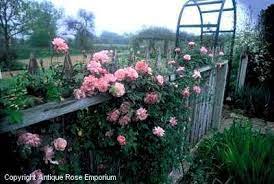 Antique Rose Emporium Google Search Planting Roses Antique Roses Climbing Roses