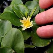 Image result for Nymphaea