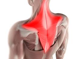 Shoulder and neck muscles are often the first casualties of stress and tension. Trapezius Muscle Anatomy And Function