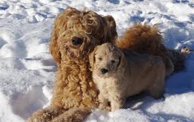 Kitchen equipment australian labradoodle vs labradoodle. About Australian Labradoodles Chase Creek Labradoodles