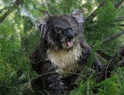 wet koala 4 koala animals cute animals