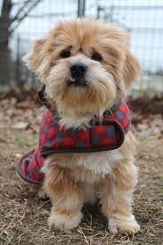 To adopt, please fill out an application and send your pet policy if you rent to info@fapspet.org. Recently Seized Pets Now Available For Adoption In Fayetteville Fayetteville Flyer