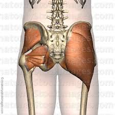 We did not find results for: Anatomy Stock Images Hip Muscles Musculus Gluteal Region Gluteus Maximus Medius Minimus Buttocks Back