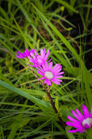 Image result for Senecio speciosus