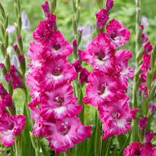 Image result for Gladiolus bellus