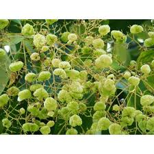 Image result for Tectona