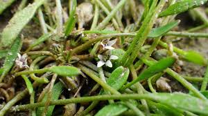 Image result for Limosella