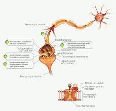 The black widow spider makes a venom that affects your nervous system. Toxtutor Neurotoxicity