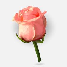 drawing rose bud vector material 04 vector flower free download roses drawing vector flowers rose buds