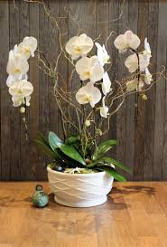 Want to upgrade your listing? 3 White Phalaenopsis In La Jolla Ca Bloomers Of La Jolla