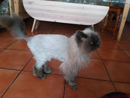 Himalayan cat expresses its needs via soft, pleasant, musical voice. Lion Cat Hair Cut In Progress Cats