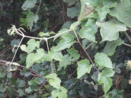 Image result for Clematis brachiata