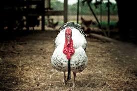 Best average turkey weight thanksgiving from how artificial insemination has led to thanksgiving. The Largest Turkey In The World By Weight The Largest Bull In The World And The Largest Turkey