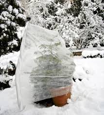 Plant rosemary in a sunny, sheltered location where the plant is protected from harsh winter winds. Garden Hacks 10 Genius Ideas To Keep Plants Warm In Winter Gardenista Winter Plants Cold Weather Plants Plants