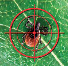 The most important thing to understand for effective prevention of fleas and ticks is. Flea And Tick Treatment Near Me Organic Flea Tick Control For Yard