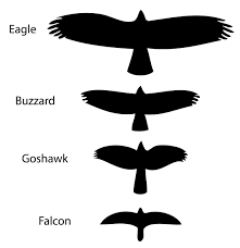 The wings of albatross are remarkably 3.7 meters long and known as the second largest bird wingspans in the world. Birds Of Prey And Their Wingspans Kidspressmagazine Com
