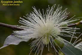 Image result for Syzygium jambos