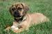Fat Pug Beagle Mix