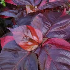 Image result for Acalypha volkensii
