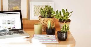 Todos poseen características muy particulares que atraerán la atención de los visitantes. Cactus Junto Al Ordenador Mito O Verdad