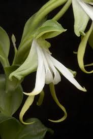 Image result for Bonatea antennifera