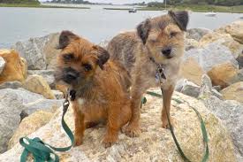 Image result for border teriér