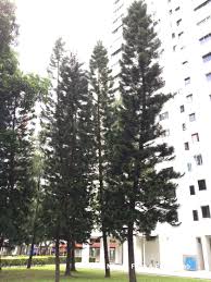 Image result for Araucaria columnaris