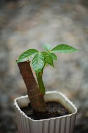 Here's what you need to know. Money Tree Bonsai Garden Free Photo On Pixabay