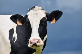 The holstein association offers dairy cattle identification, genetic evaluation, type evaluation, mating programs and inbreeding management programs to improve dairy herd management. Cow Holstein Beef Breed Free Photo On Pixabay