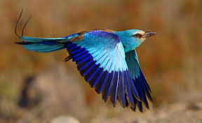 Carraca: aprende todo lo que necesitas de esta ave