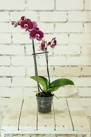 Come si bagnano le orchidee? Come Curare Le Orchidee Colorivernici It