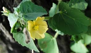 Image result for Pavonia burchellii