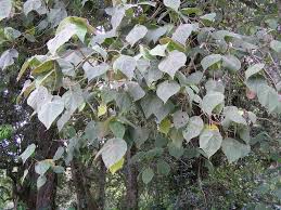 Image result for Dombeya torrida