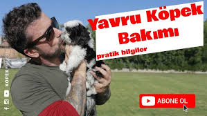 Bahcede Kopek Bakimi Youtube
