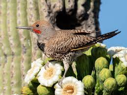 Flickr is the best site on the web for organizing, sharing and storing your photos. Gilded Flicker Ebird