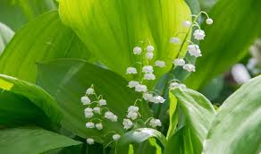 We did not find results for: Woekerplanten In De Tuin Voorkomen En Bestrijden Edialux