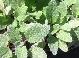 Image result for Salvia sclarea