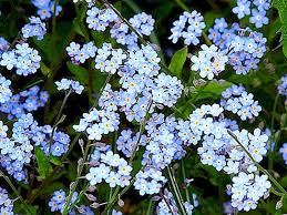 Gli splendidi ombrelli di fiori di piombaggine compaiono da aprile a fine ottobre; Nome Dei Fiori Di Campo Foto Descrizione Fiori Di Campo Blu E Gialli Natura 2021