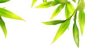 image result for خلفيات ورق شجر herbs photo image
