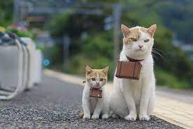 Traveling Cats Animals Cats Pics Of Cute Cats
