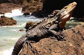 Spiny Tailed Iguana For Sale Iguana For Sale Lizard Reptiles And Amphibians