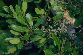 Image result for Myricaceae