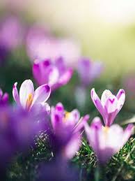 Obituary Of Dorothy Jean Cutlip Mcculla Funeral Home Serving Mo