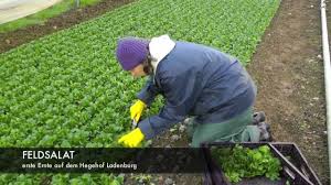 Feldsalaternte Auf Dem Hegehof Ladenburg Youtube
