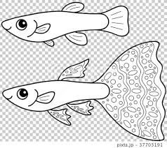 A turtle with a beautiful shell. Guppy Male And Female Coloring Page Stock Illustration 37703191 Pixta